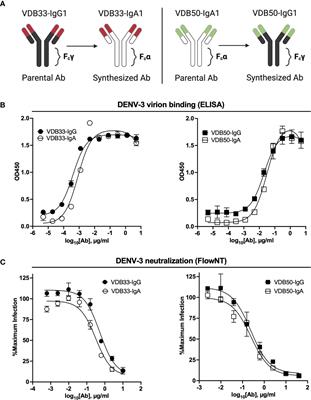 Monomeric IgA Antagonizes IgG-Mediated Enhancement of DENV Infection